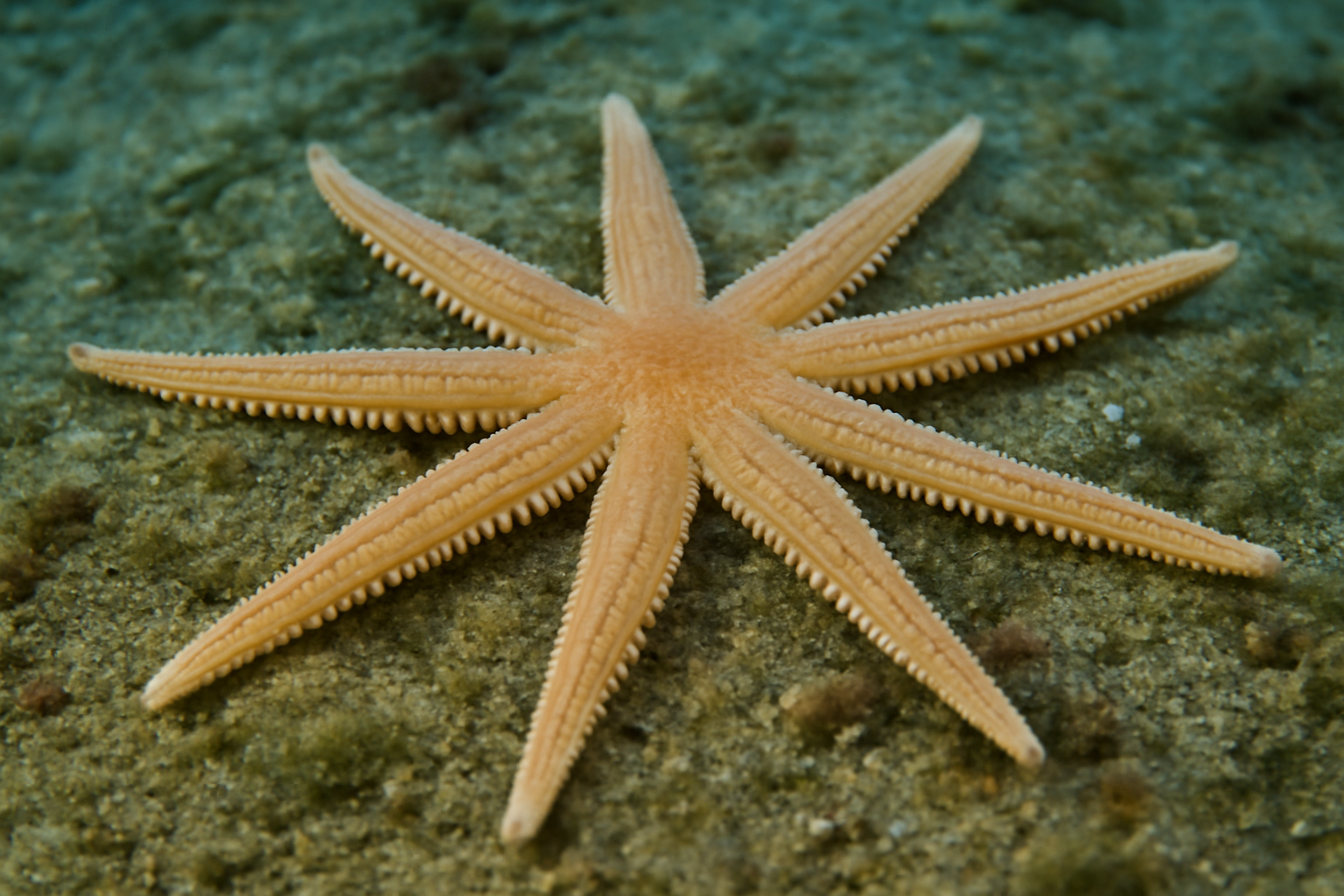 Stellaria