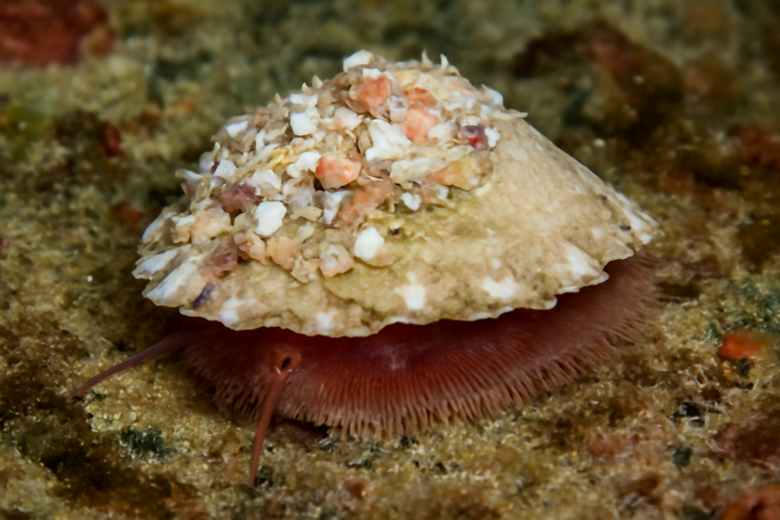 Onustus