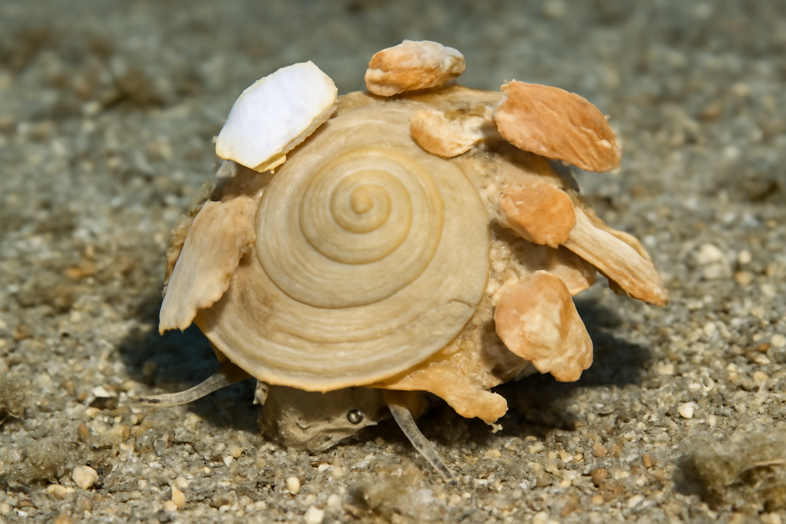 Xenophora
