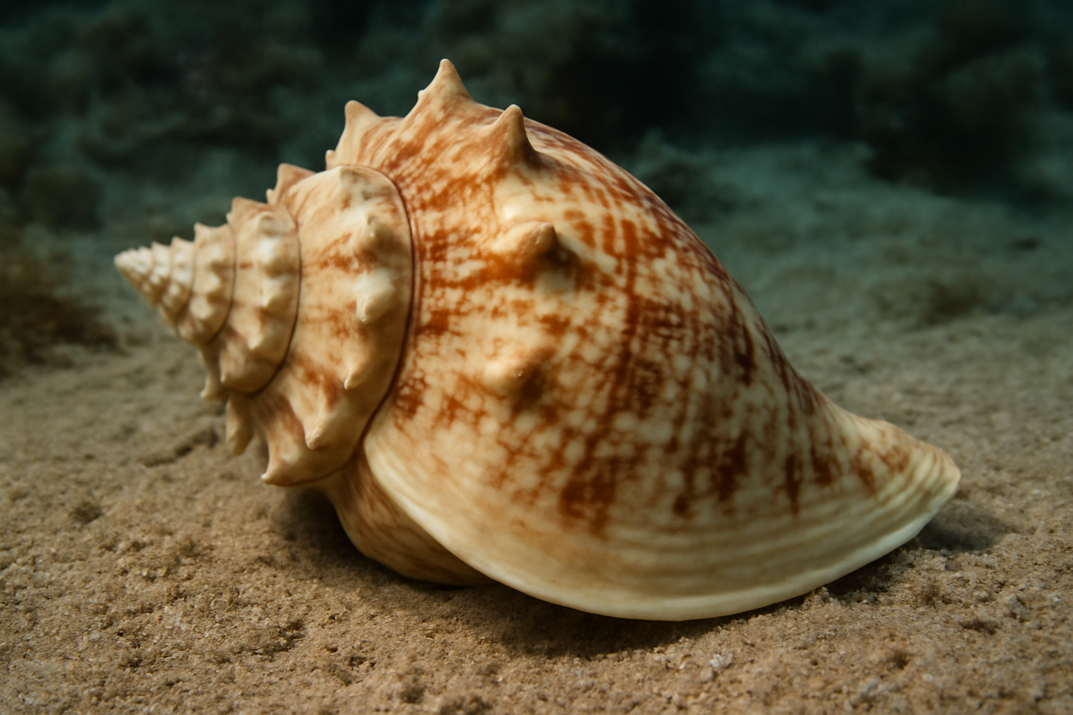 Echinophoria