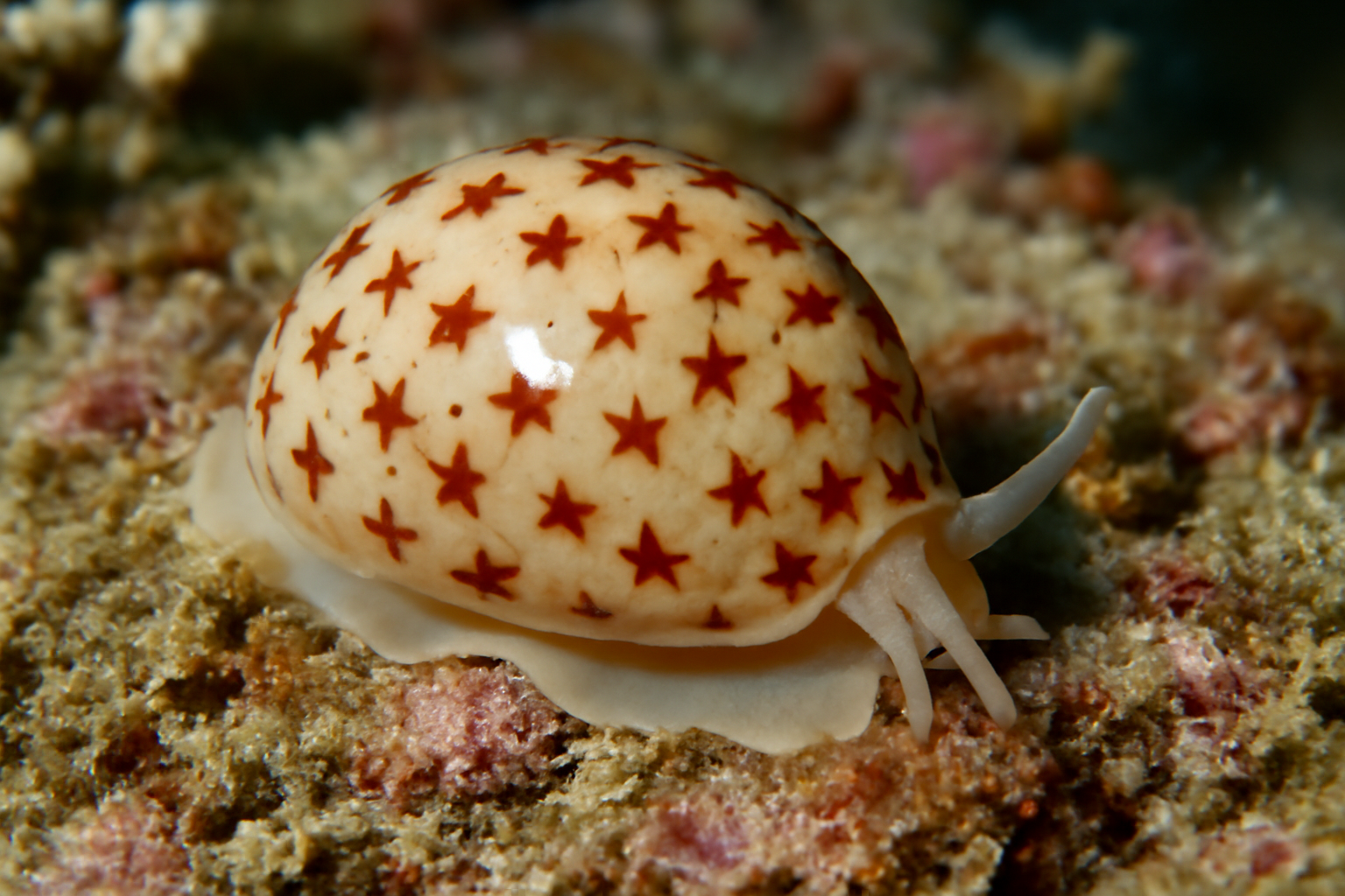 Stellatrivia