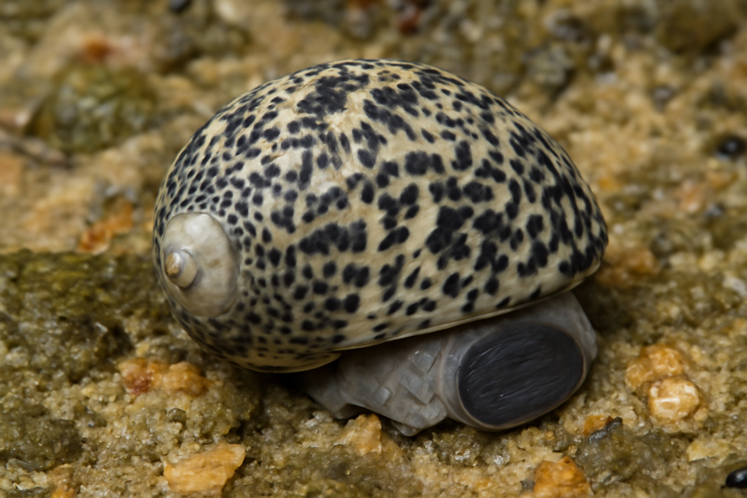 Nerita