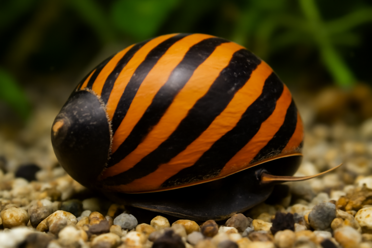 Vittina