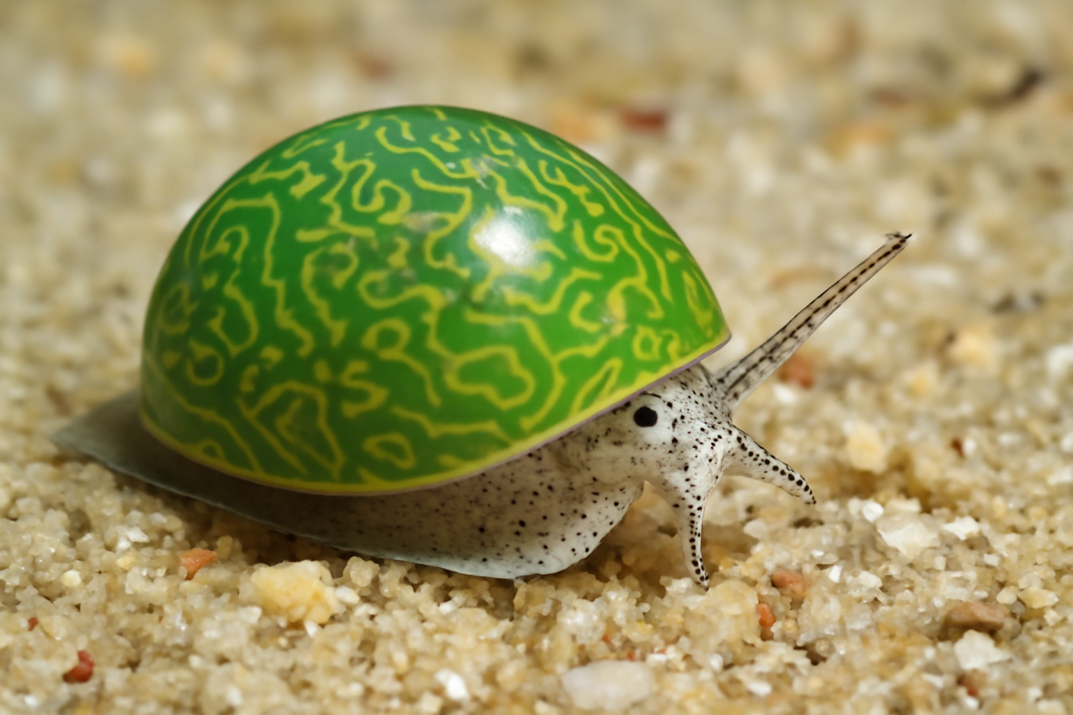 Smaragdia