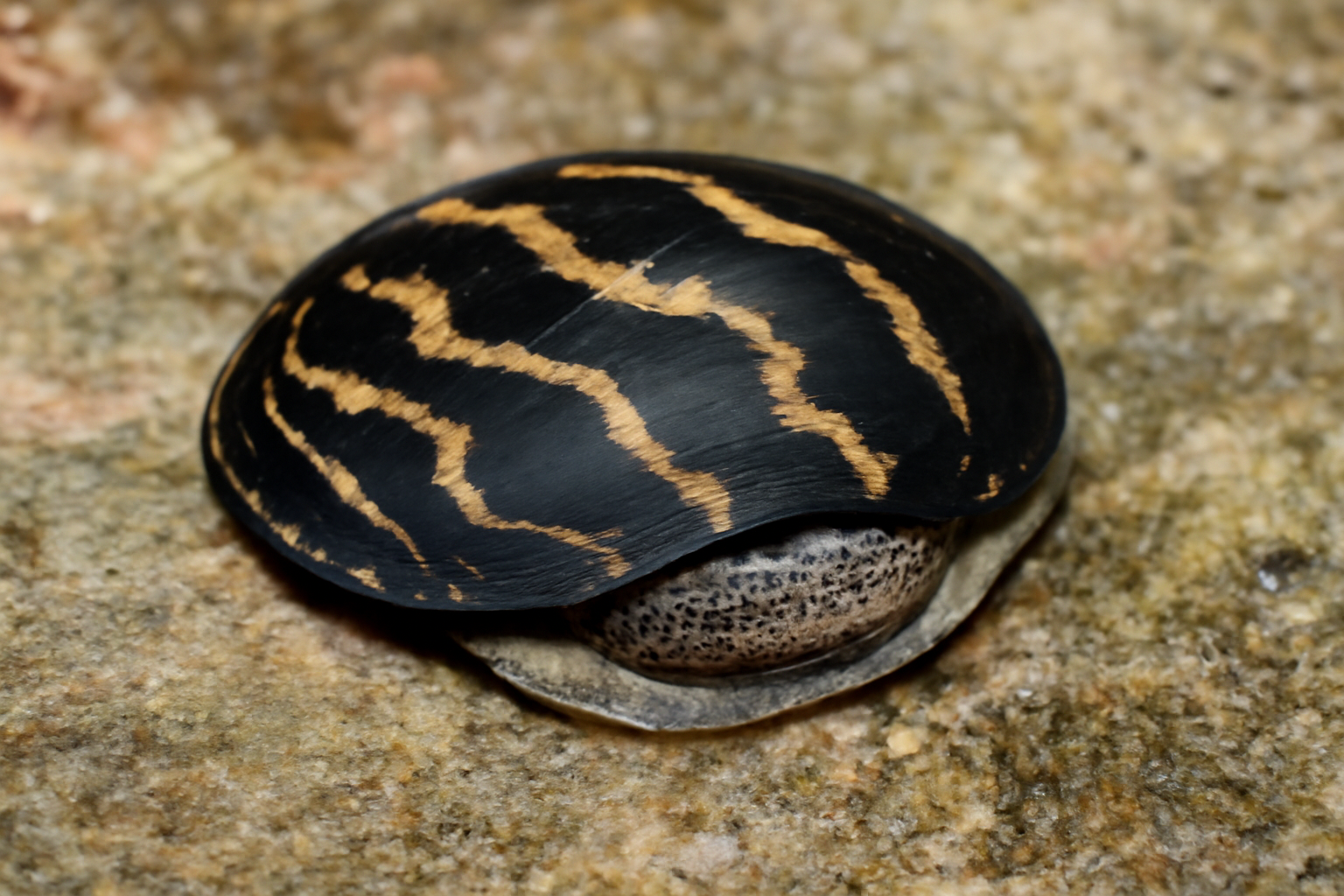 Septaria
