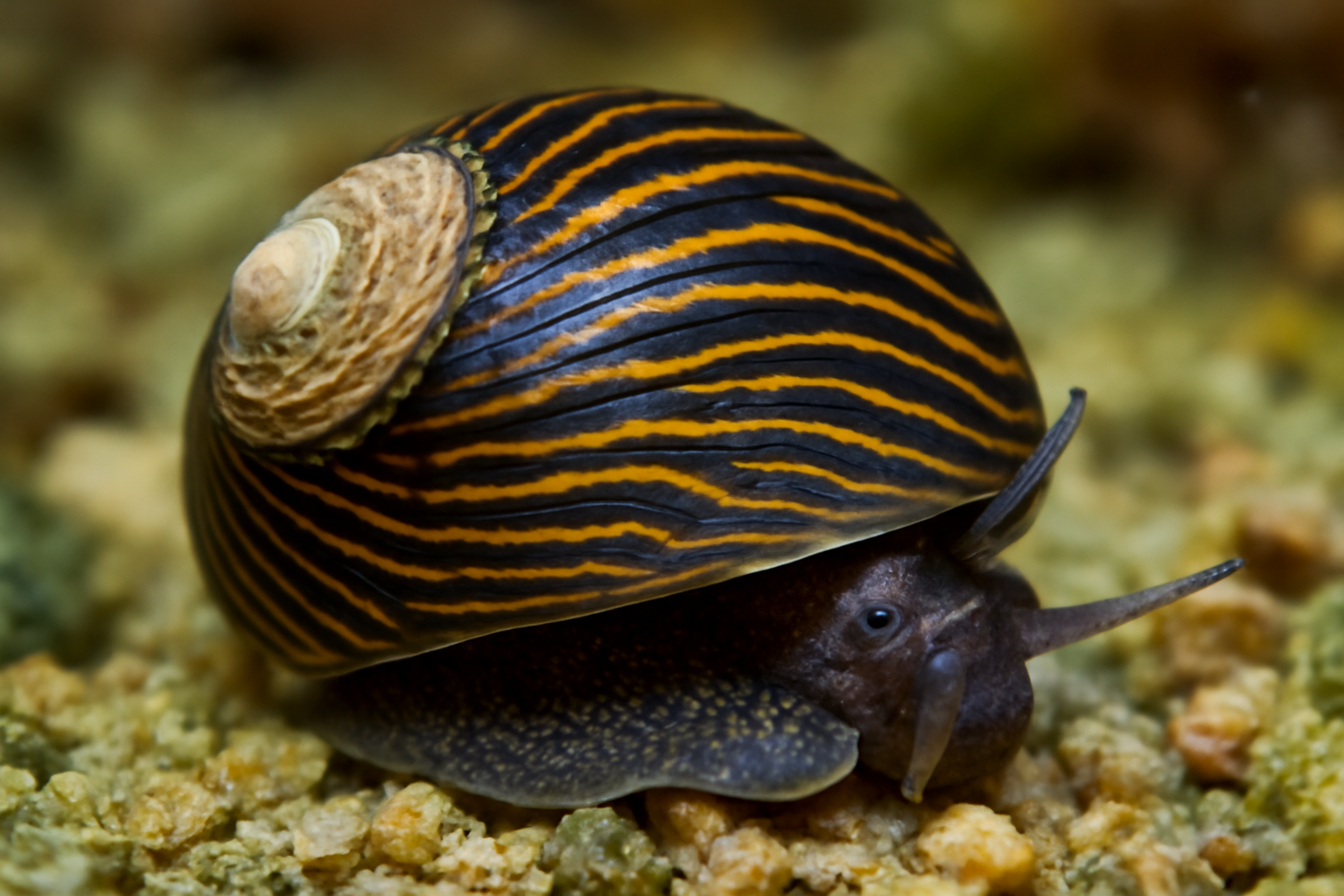 Neritona