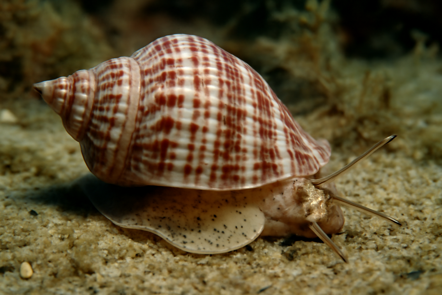 Tulip Snails