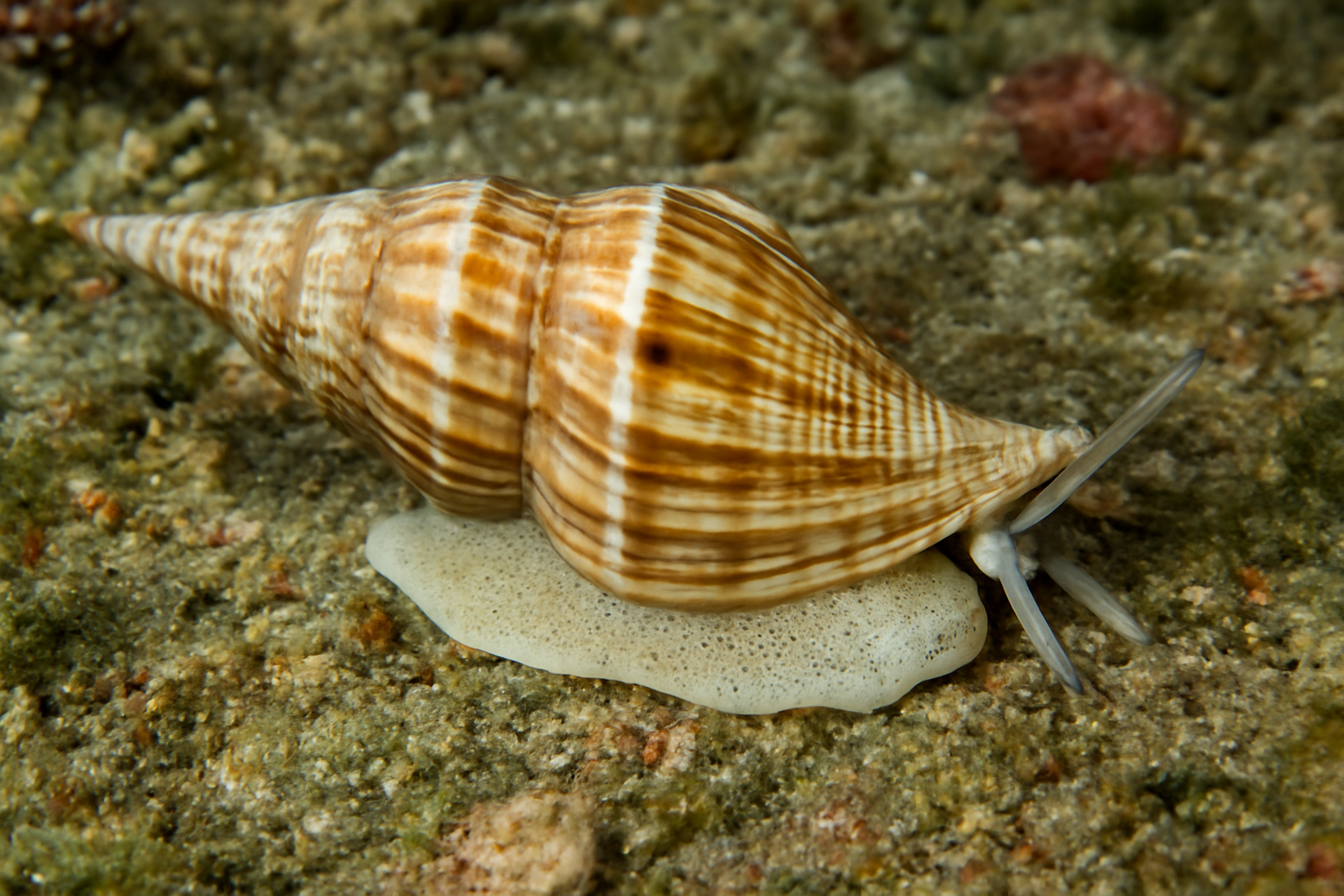 Spindle Snails