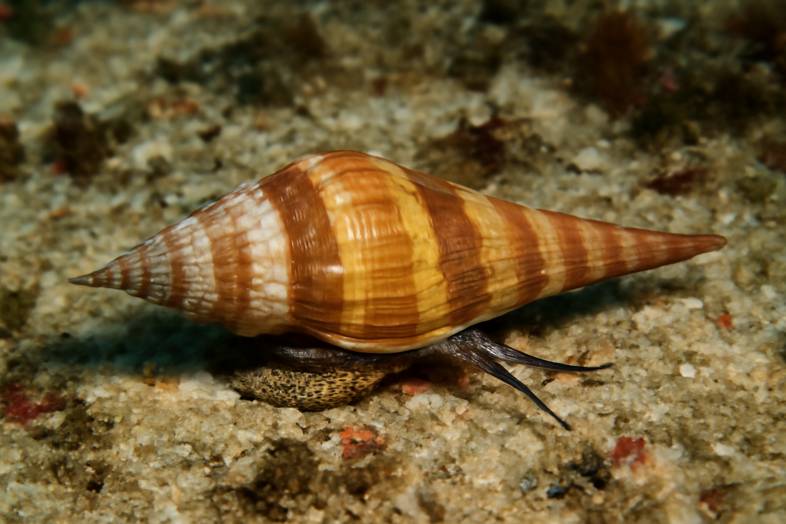 Angular Spindle Snails