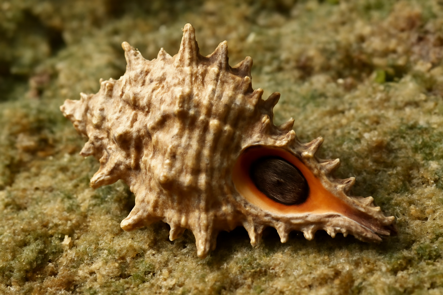 Rock Shells