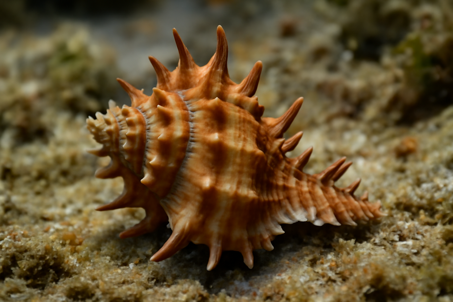 Favartia
