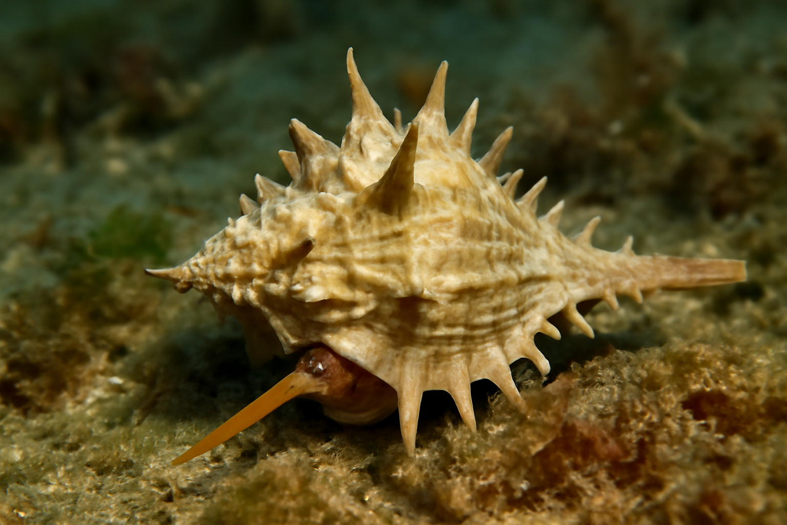 Bolinus