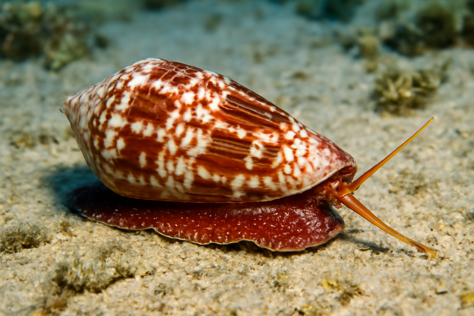 Cone Snails