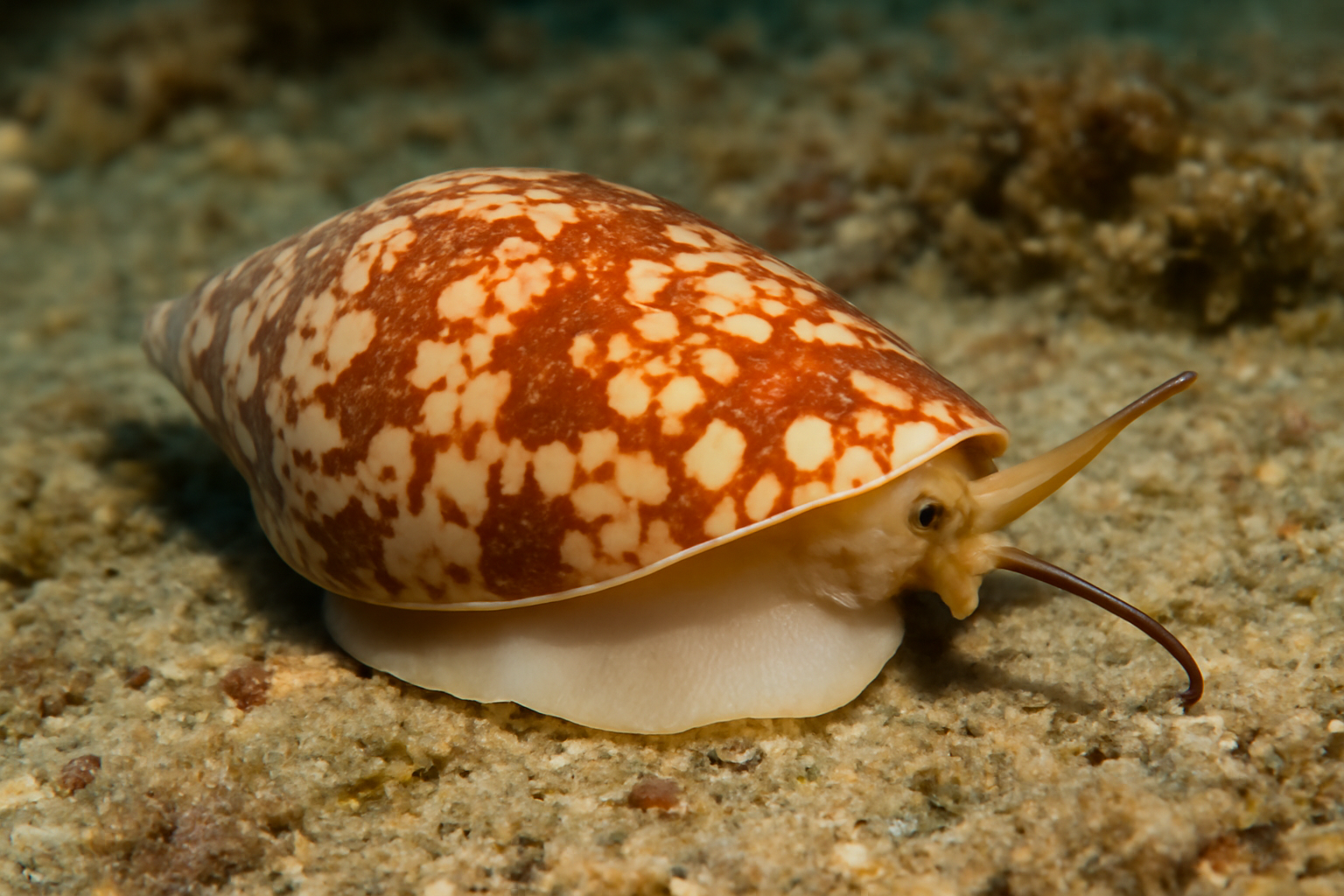 Virrocone Snails