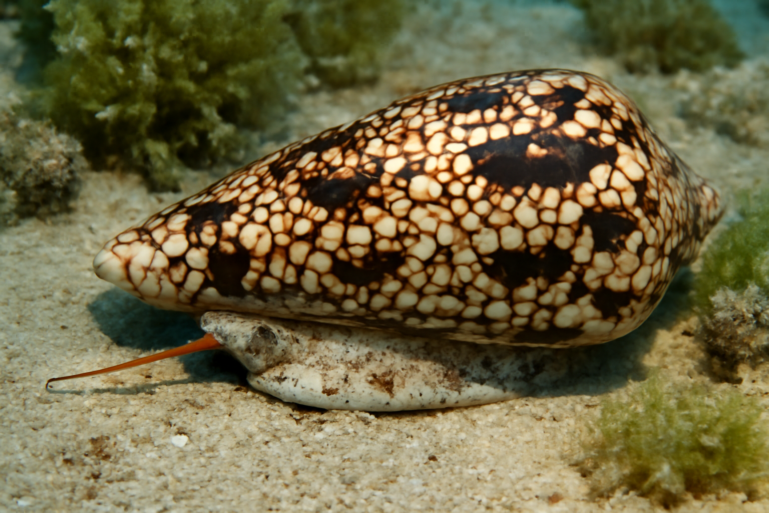 Textile Cone Snails