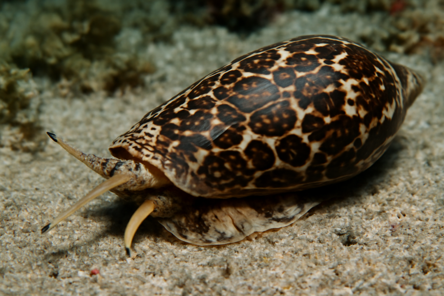 Marbled Cone Snails