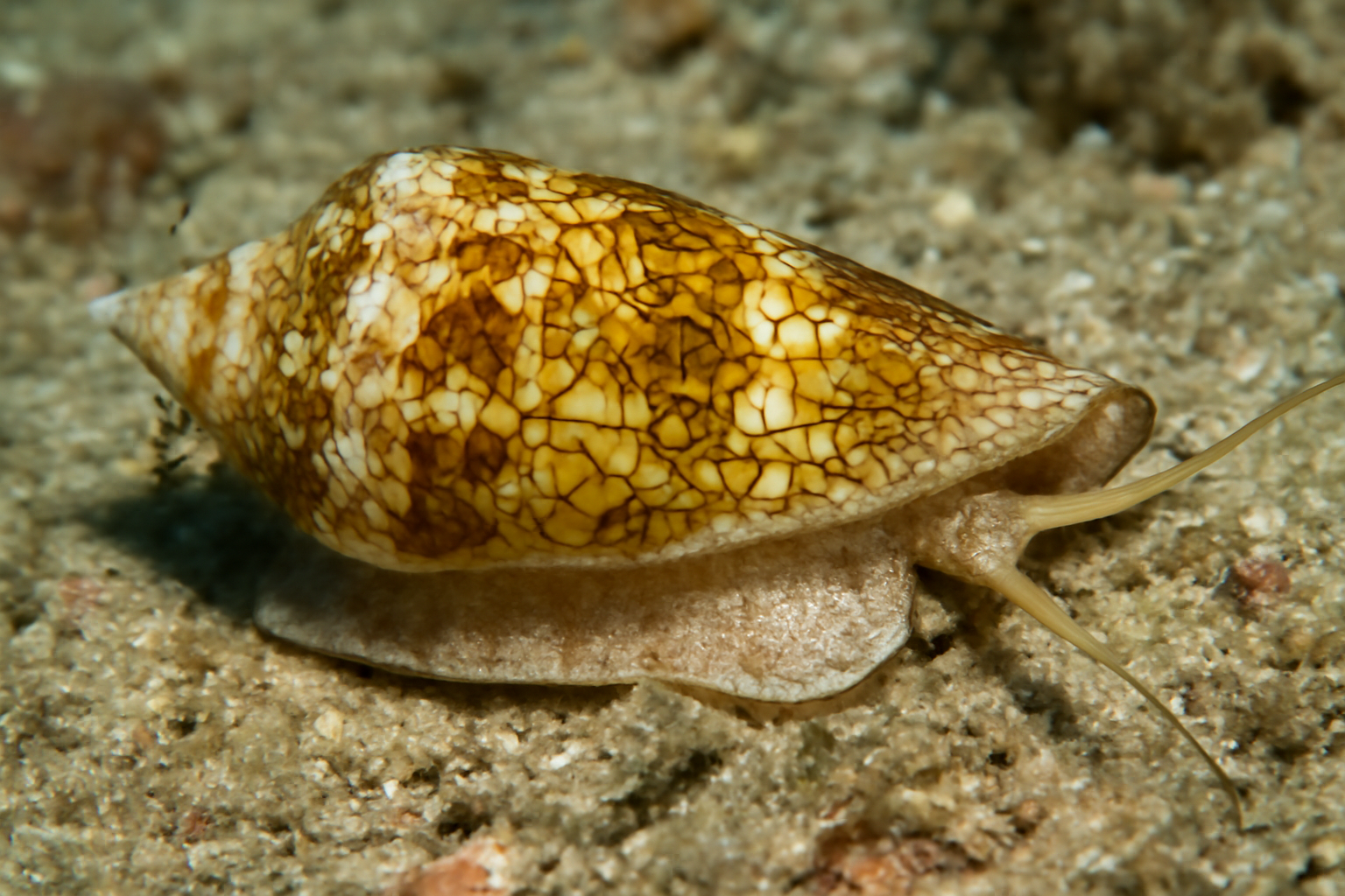 Gaillard Cone Snails