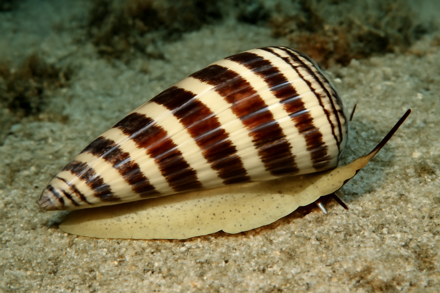 Stripe Cone Snails