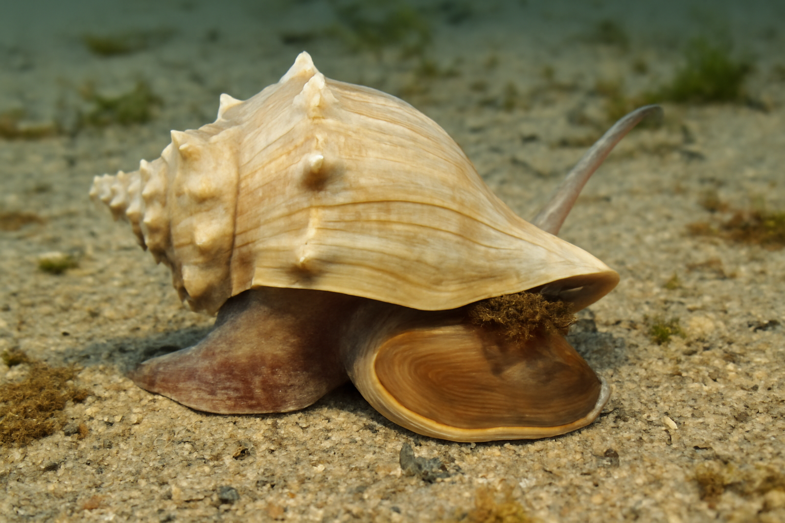 Knobbed whelks