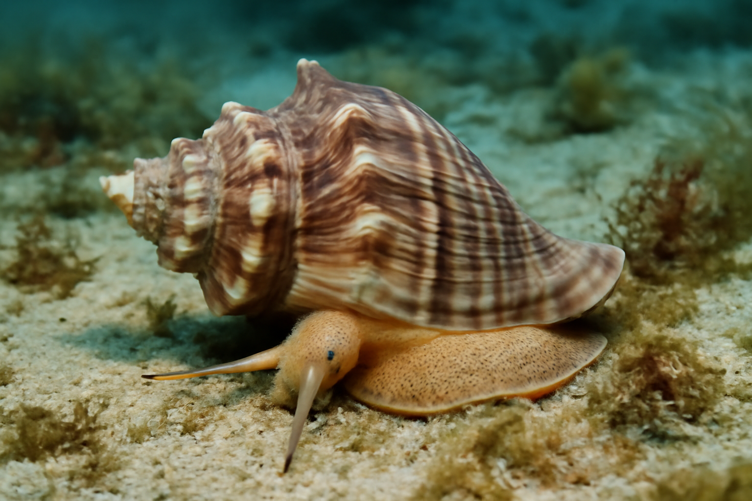 Tulip whelks