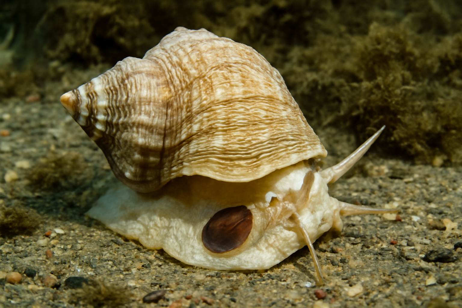Wrinkled whelks