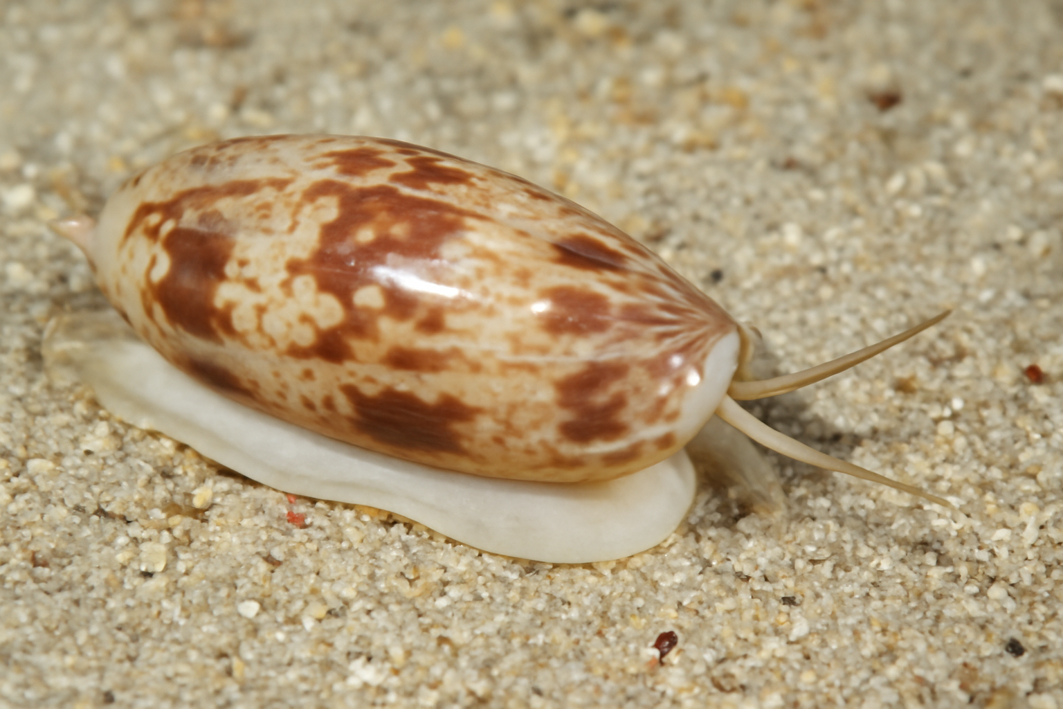 Olive Snails