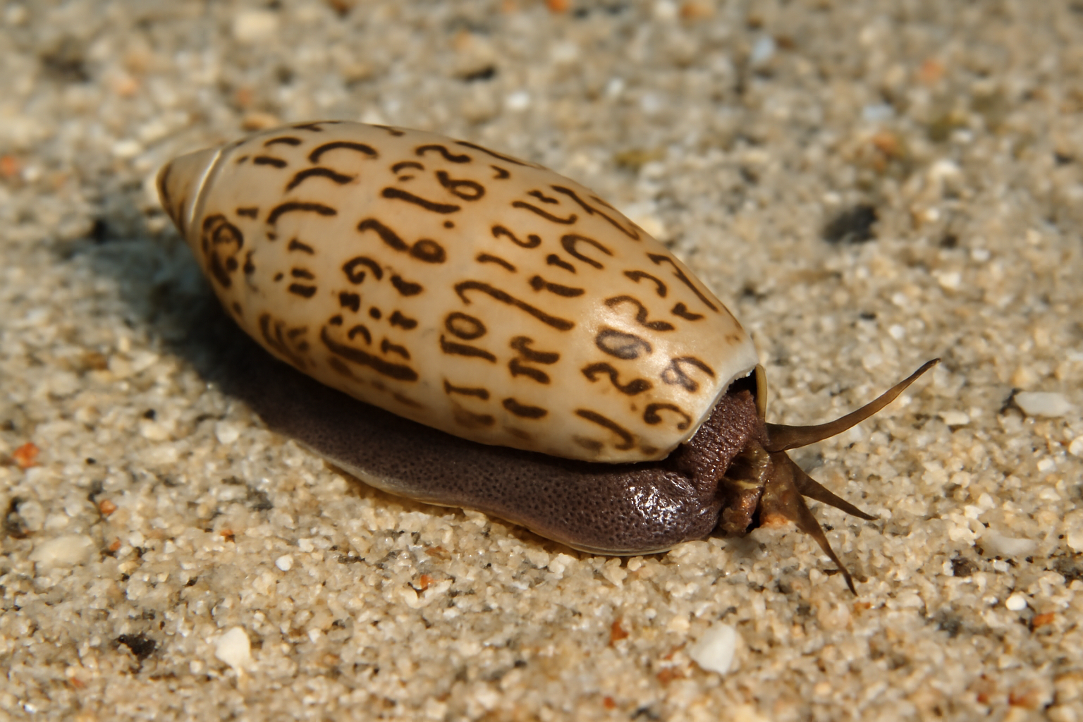 Letter Olives