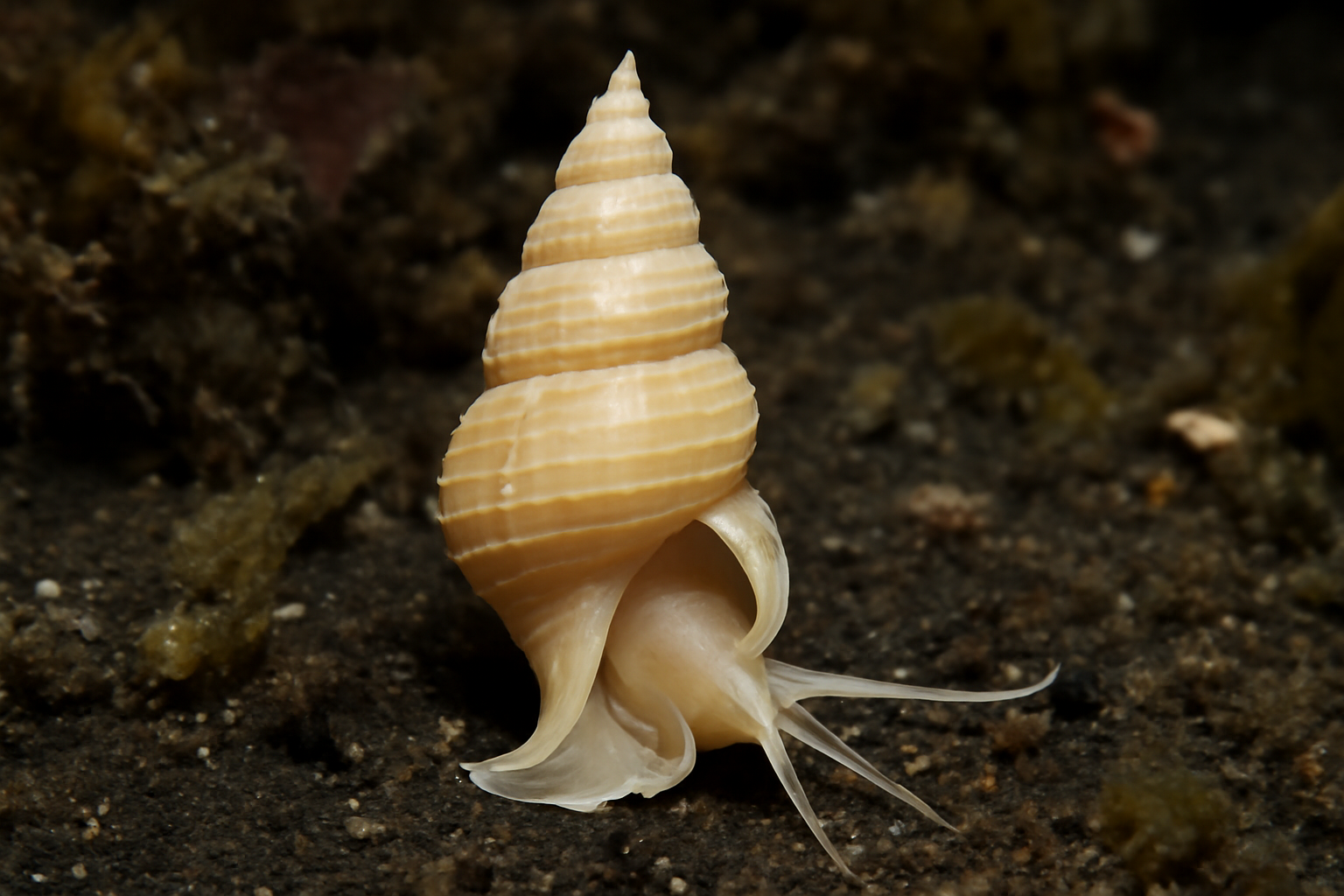 Coluzea