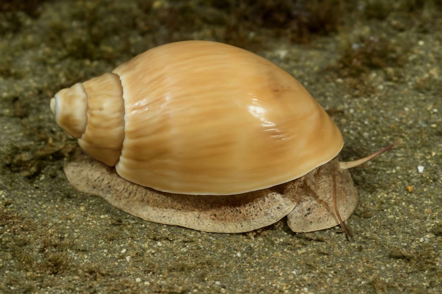 Alcithoe
