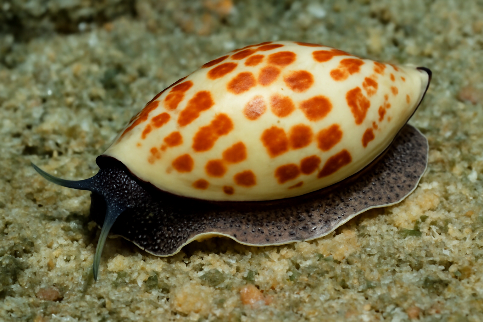 Amoria