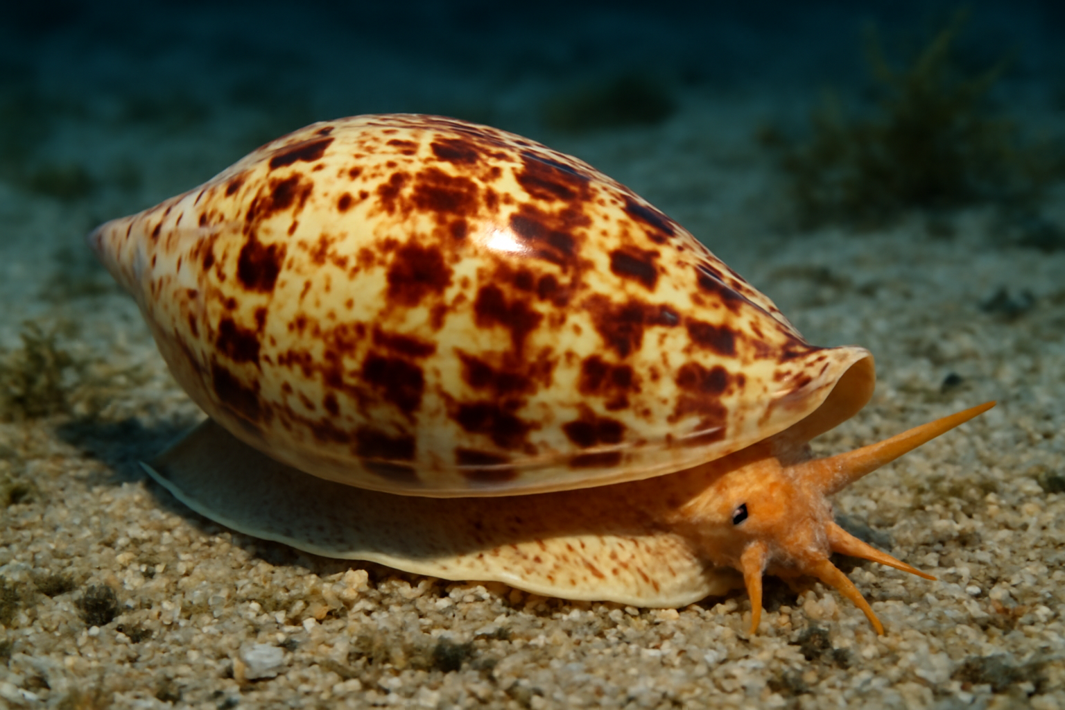 Cymbiola