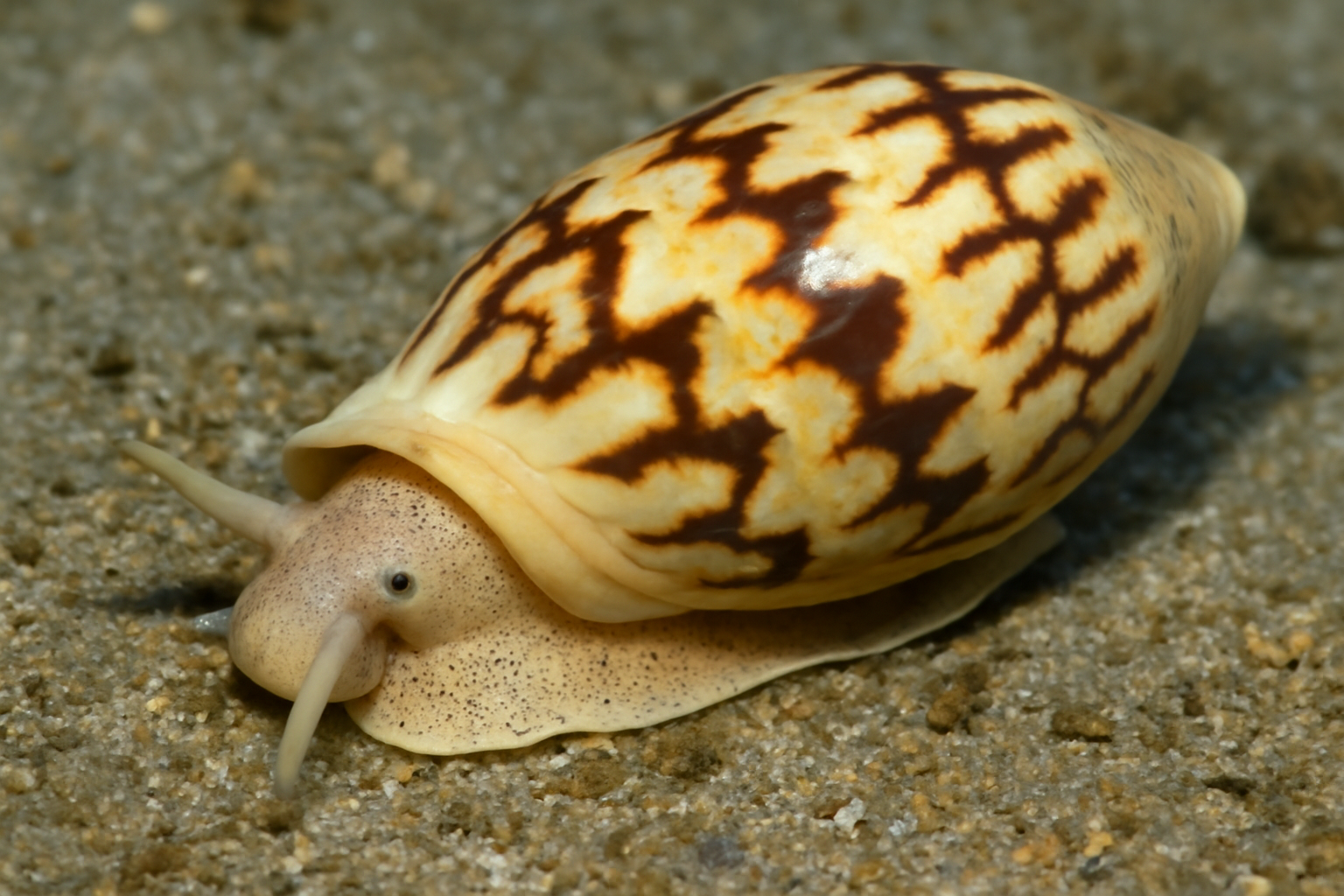 Notovoluta