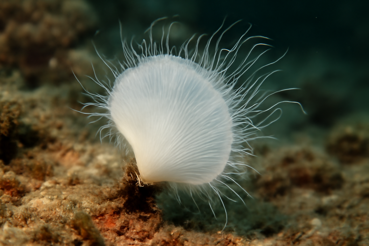 Pseudamoria