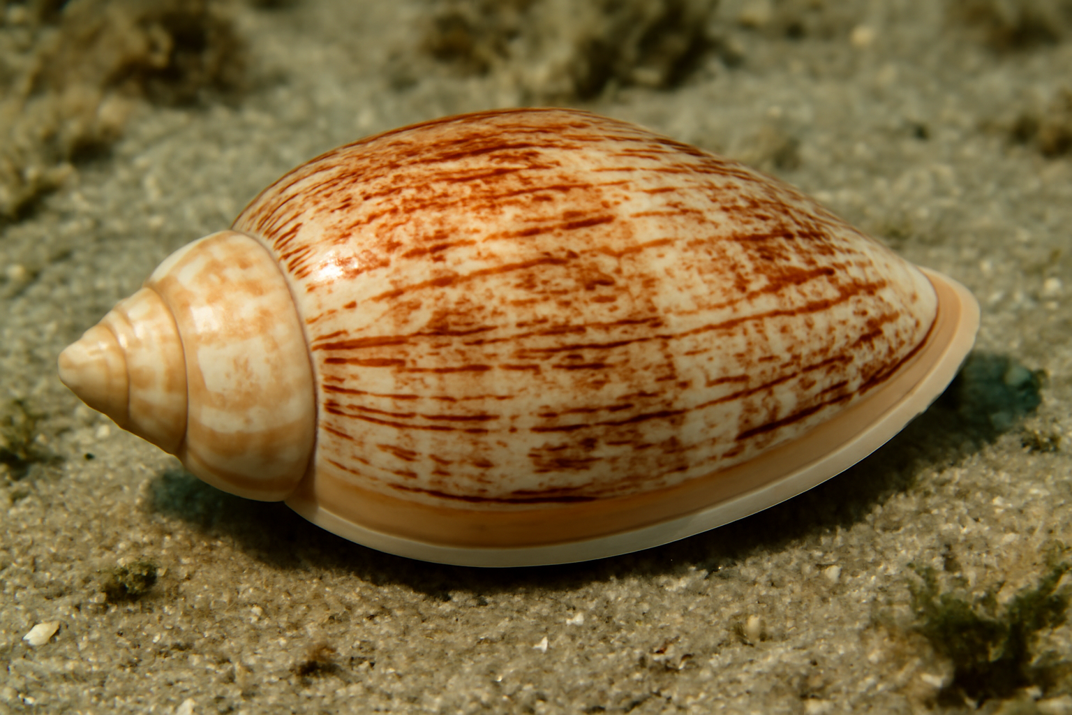 Scaphella