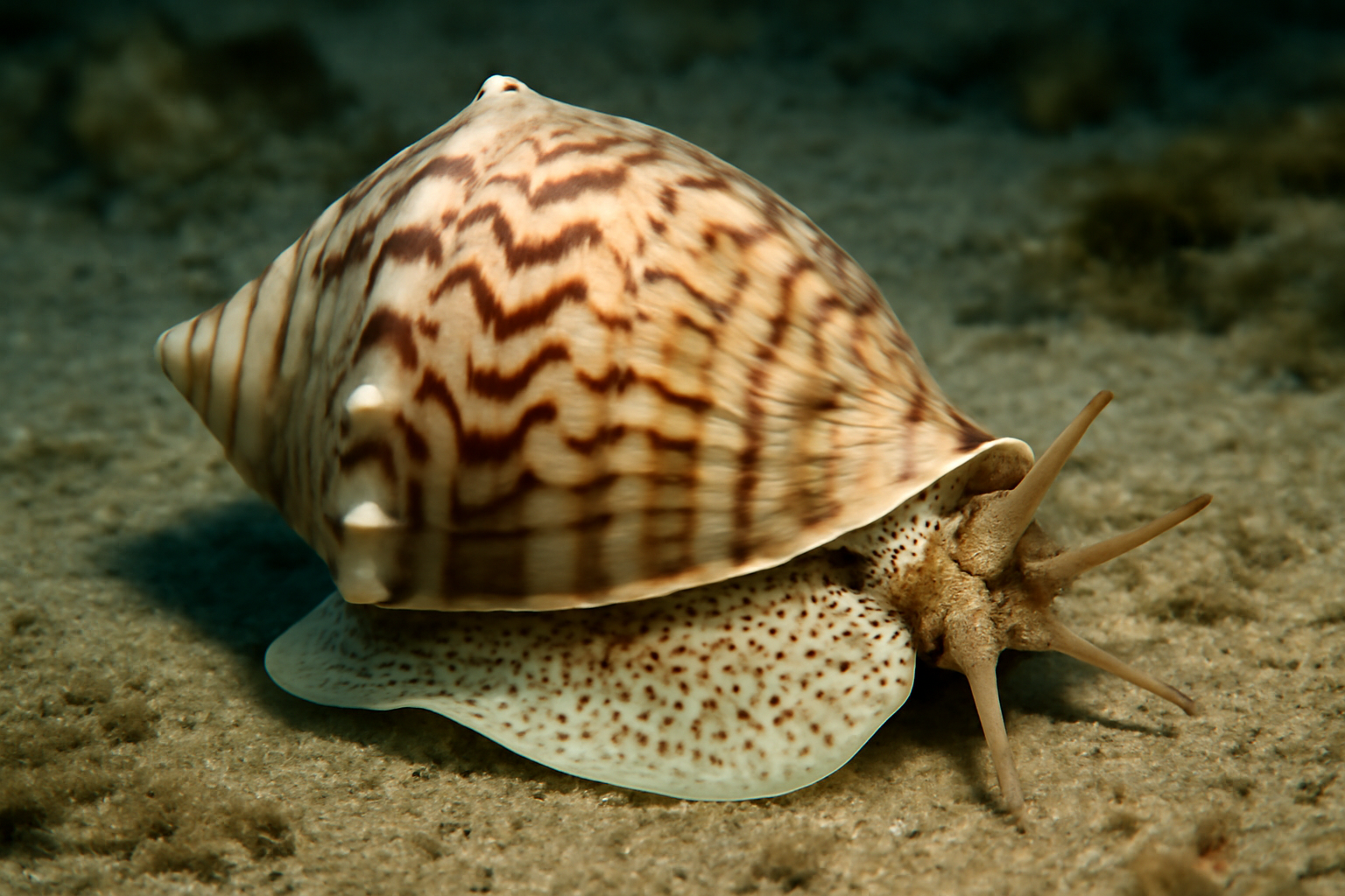 Voluta