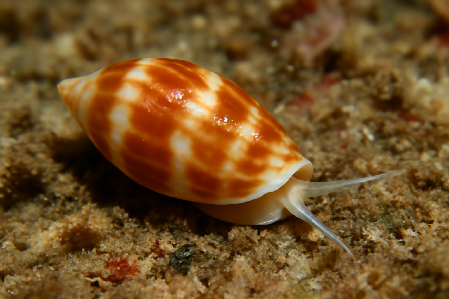 Volvarina