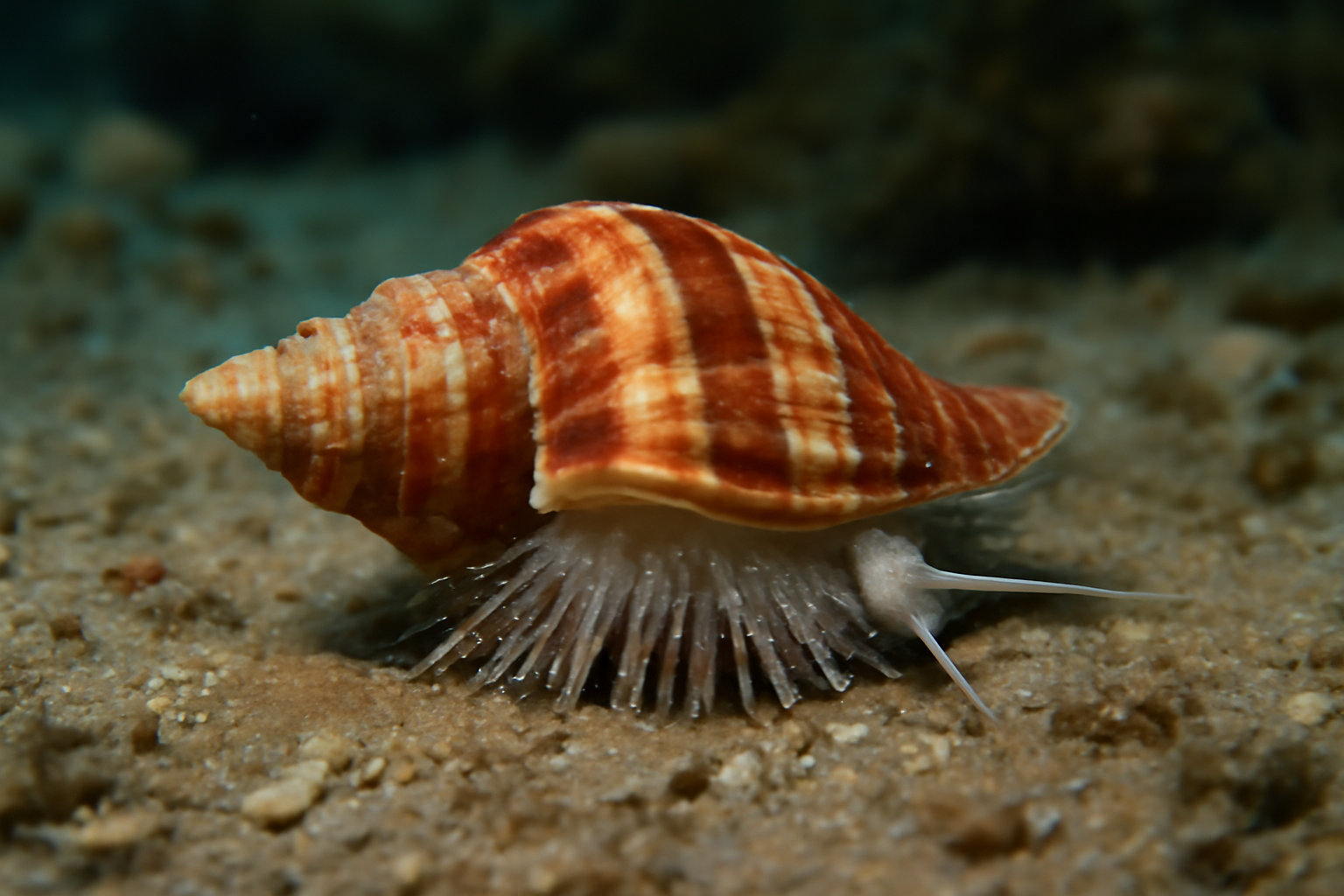 Austroginella
