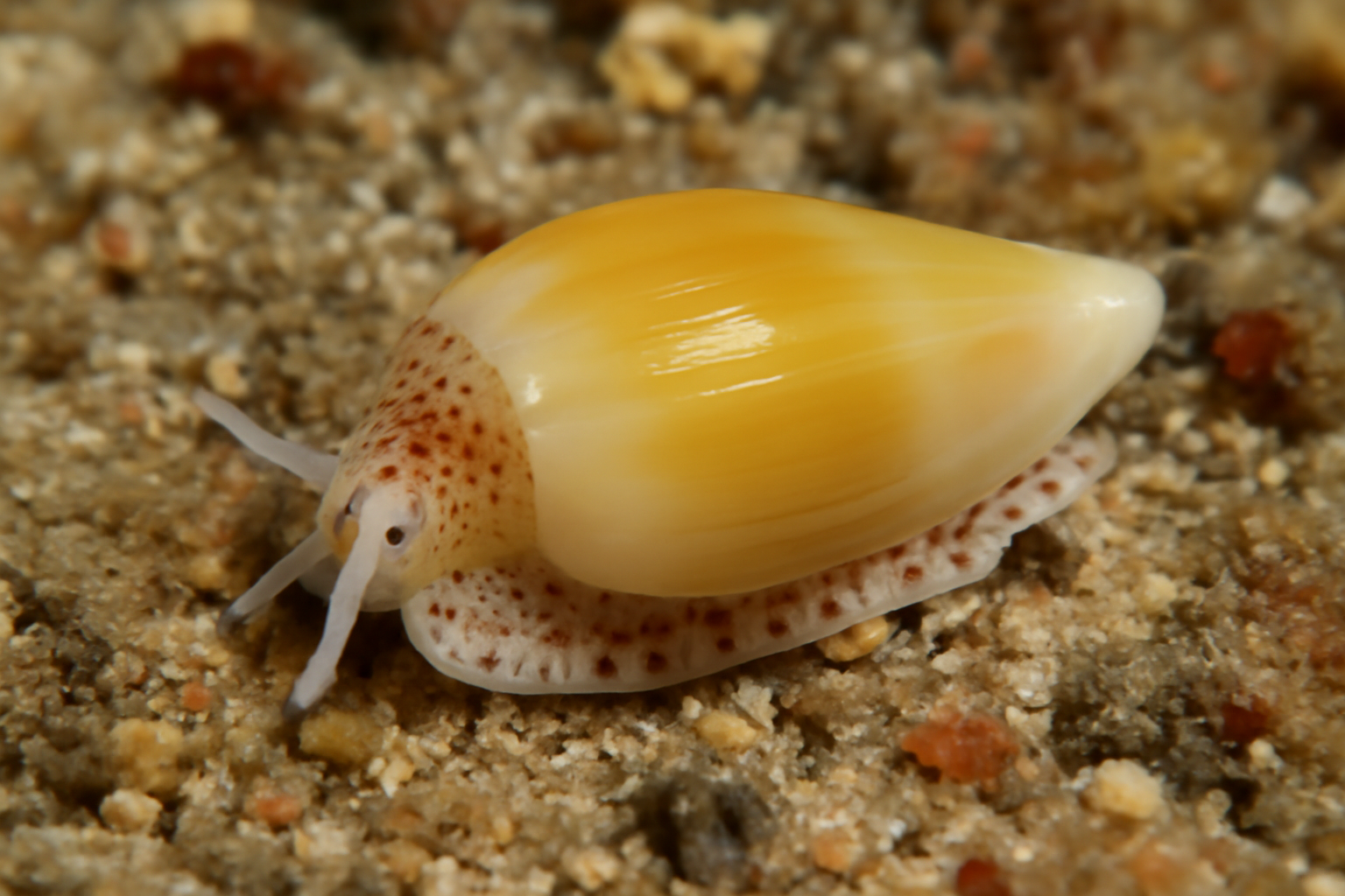 Hydroginella