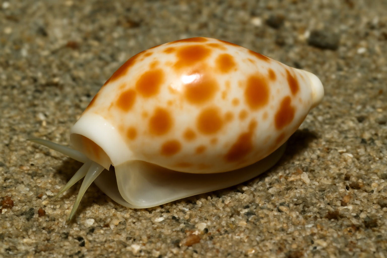 Marginella