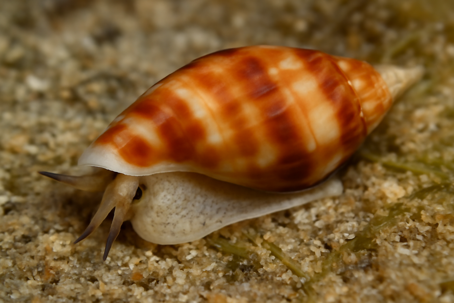 Mesoginella