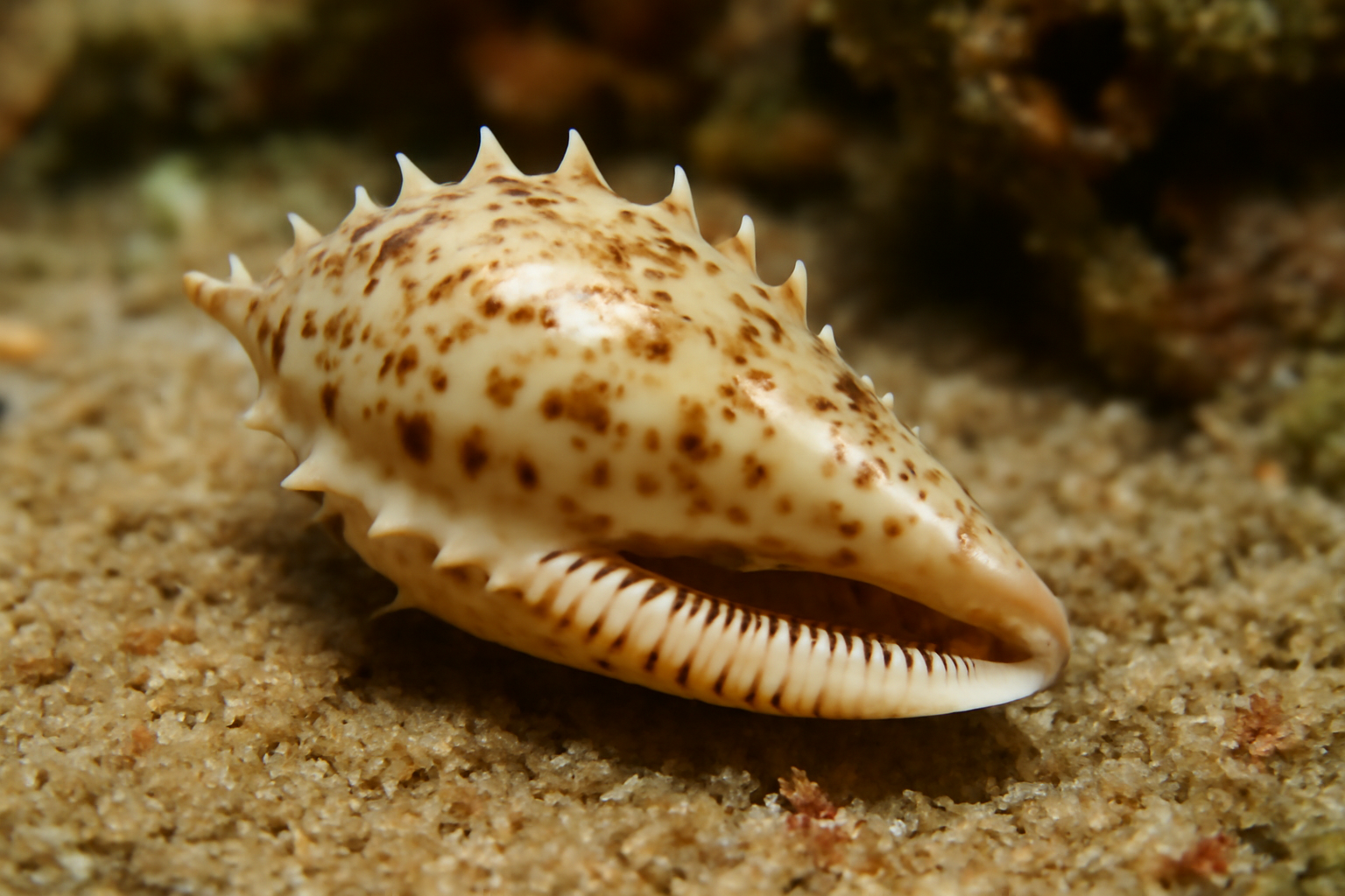 Serrata