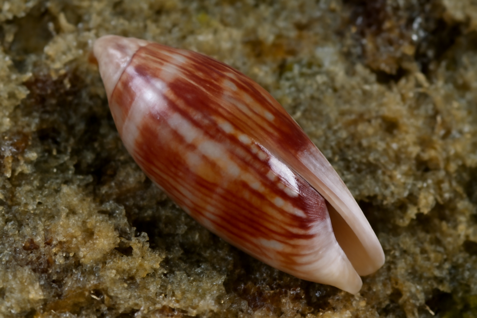 Volvarina