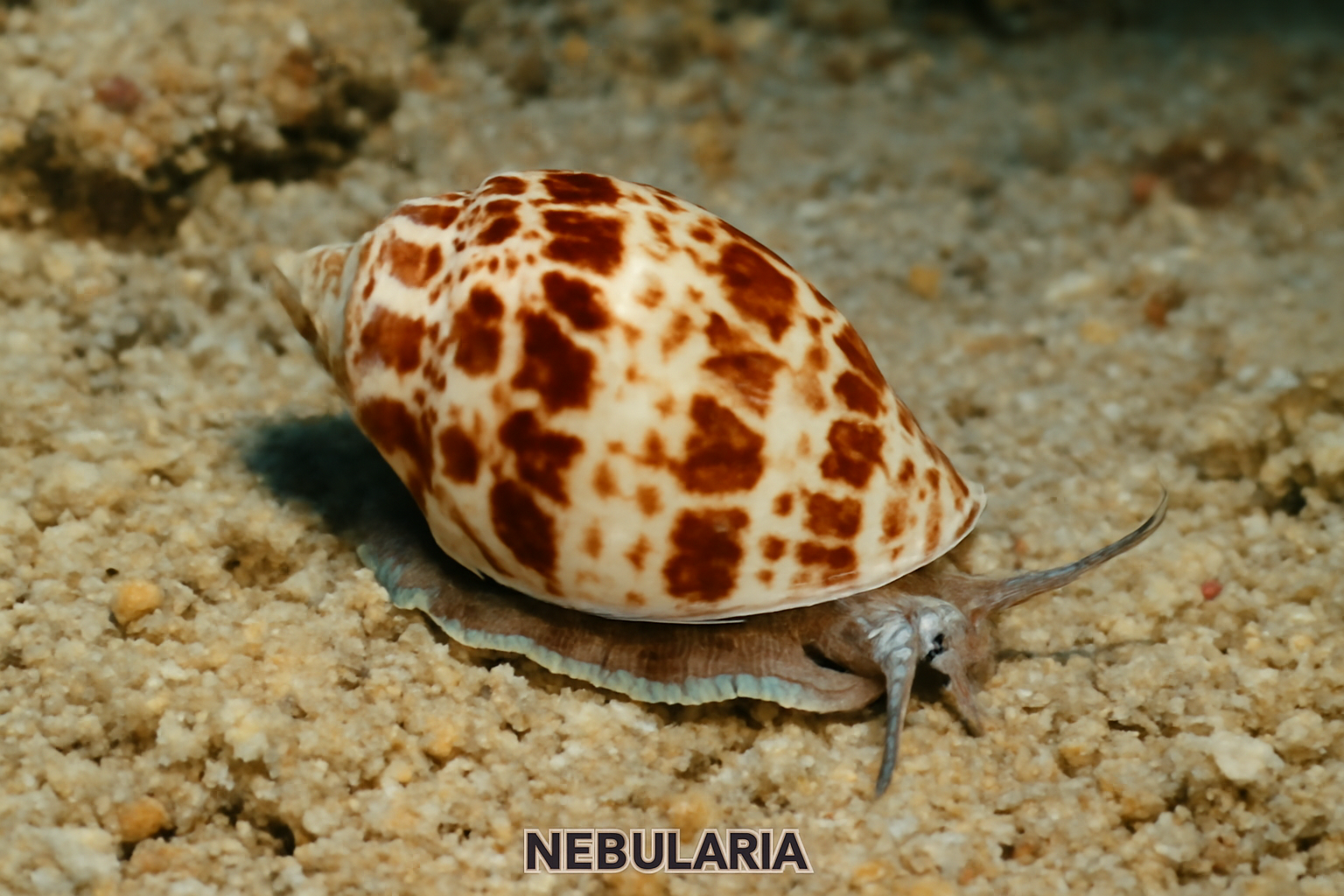 Nebularia