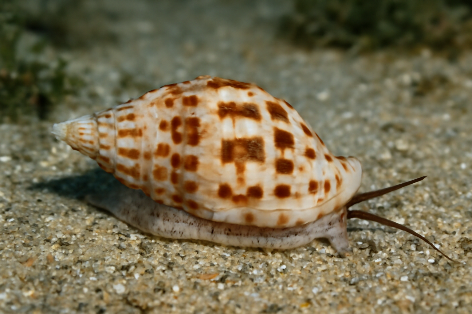 Scabricola
