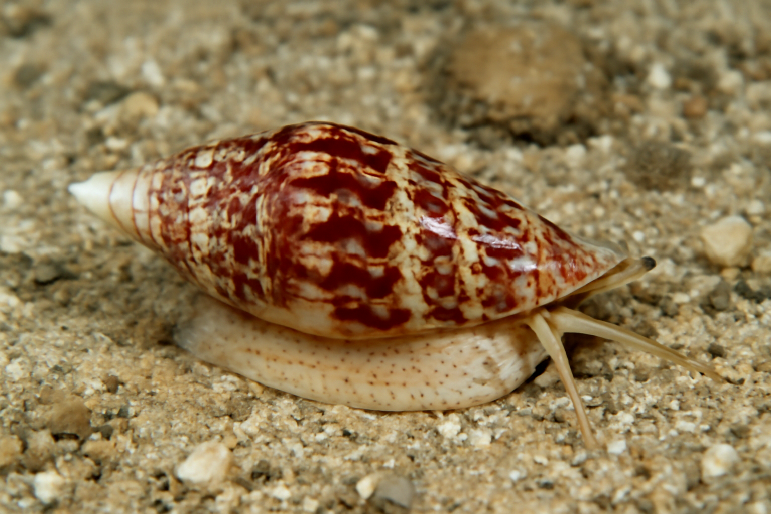 Strigatella