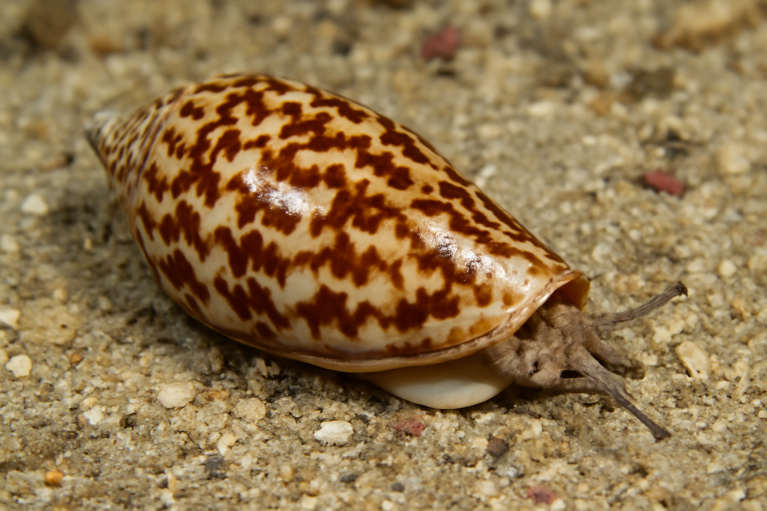 Imbricaria