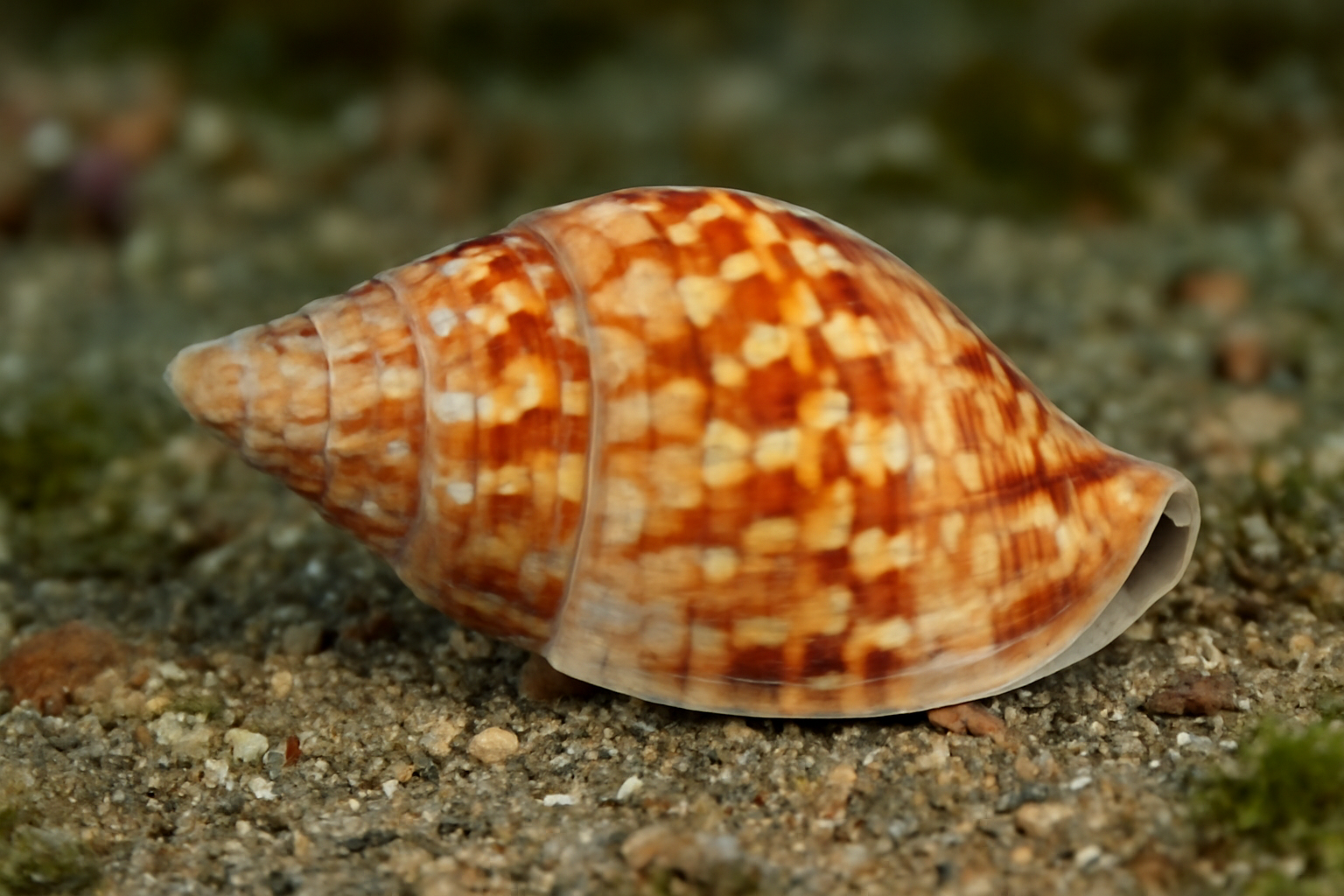 Quasimitra