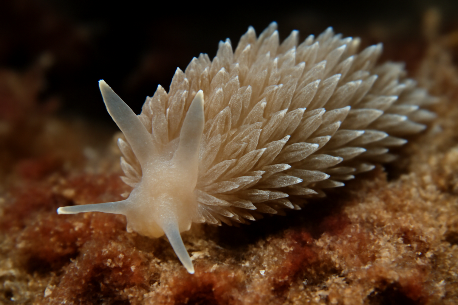 Aeolidia