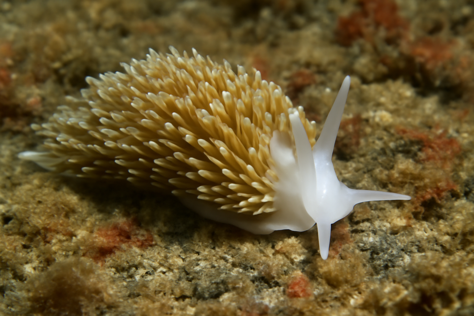 Aeolidiella