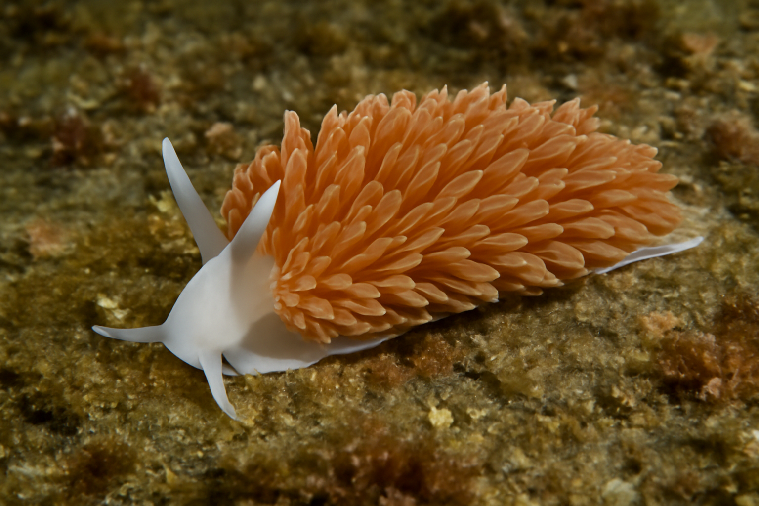 Anteaeolidiella